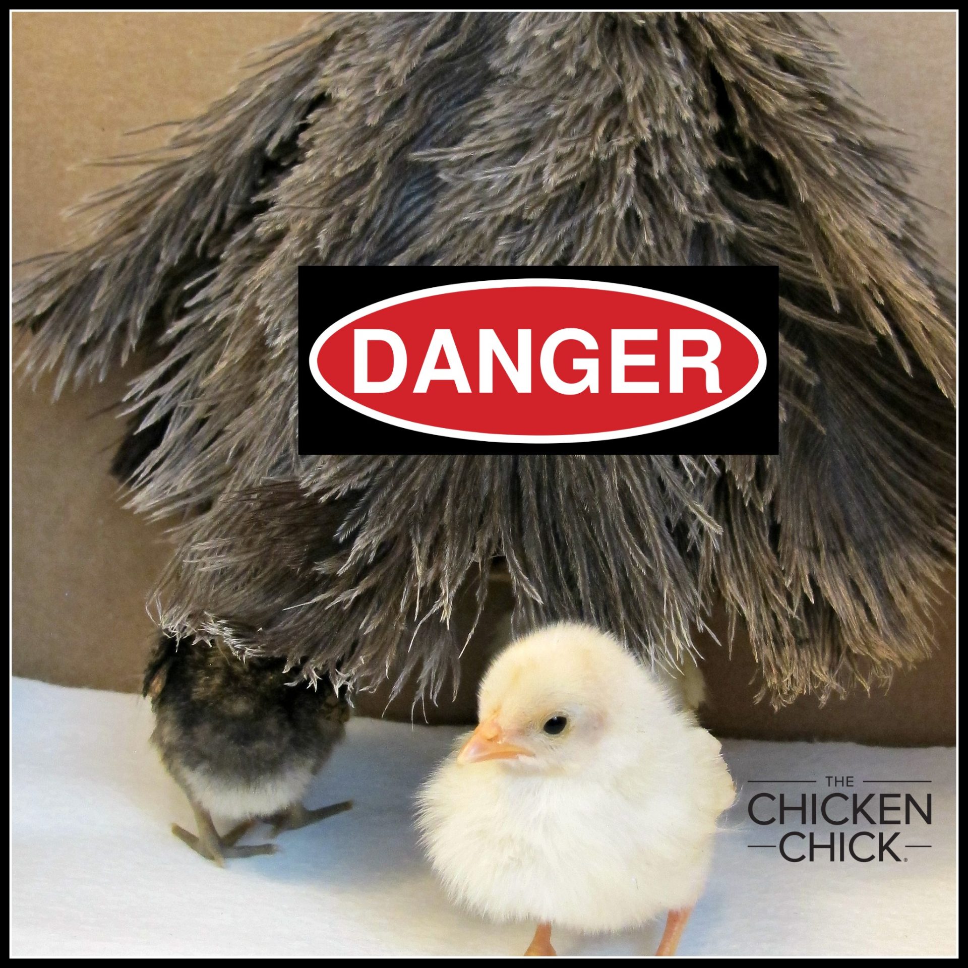 How Feather Dusters are Dangerous to Chicks