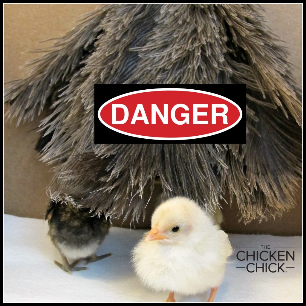 How Feather Dusters are Dangerous to Chicks