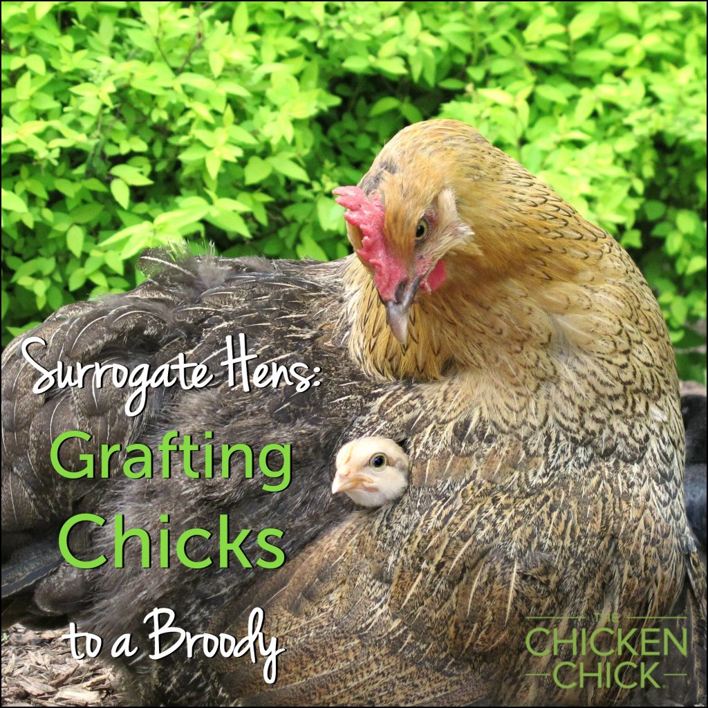 Chicken Surrogacy: Grafting Chicks to Broody Hens