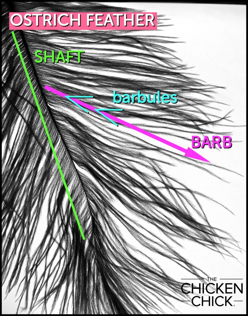Ostrich Feather Ostrich Feather