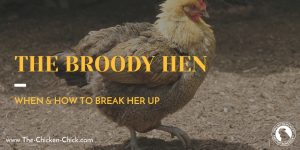 The Broody Hen: How & When to Break her Up | The Chicken Chick®