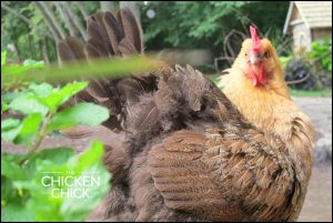 telltale signs of a broody hen