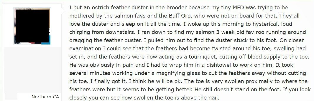 feather duster injury to chick, testimonial