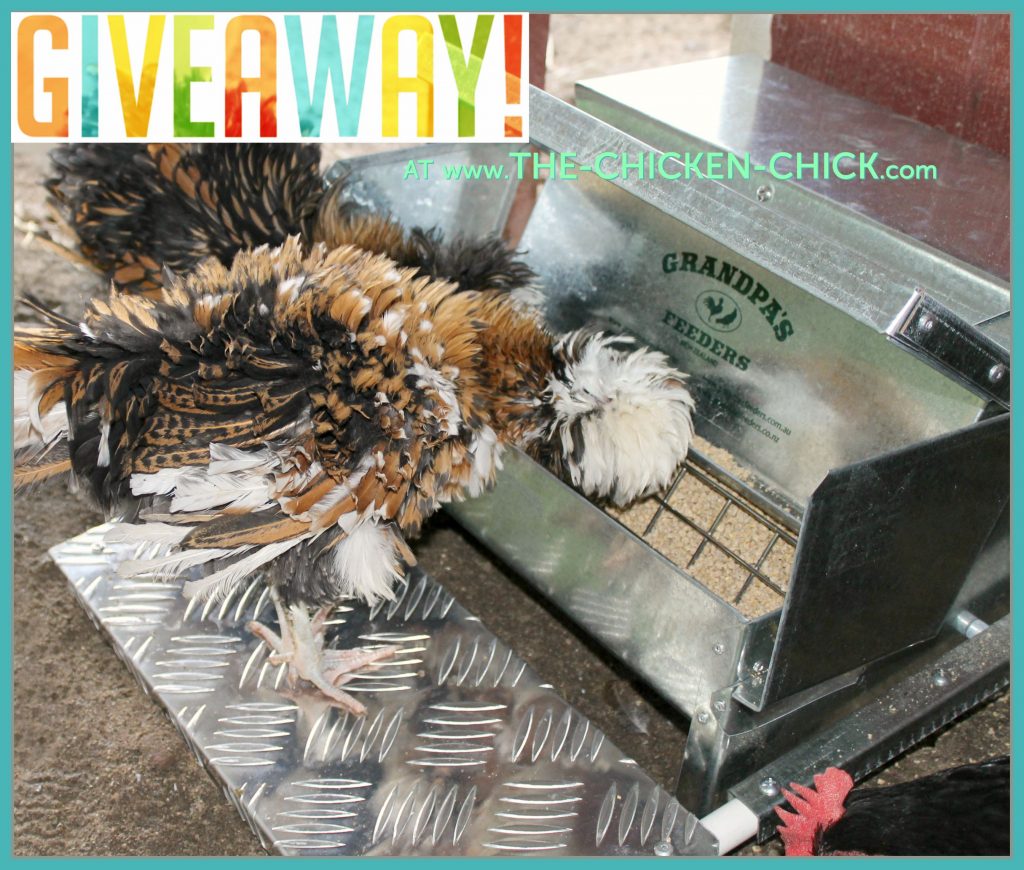 Grandpa's Feeders Giveaway at www.The-Chicken-Chick.com