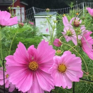Support Beekeeping and encourage pollinators by planting a wildflower garden
