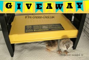 Brinsea EcoGlow20 Giveaway