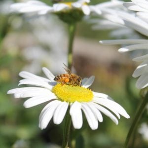 Honeybee on Montauk Daisy- beekeeping