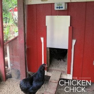 Araucana with ChickenGuard automatic chicken door opener
