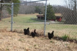 Silkies in chicken yard
