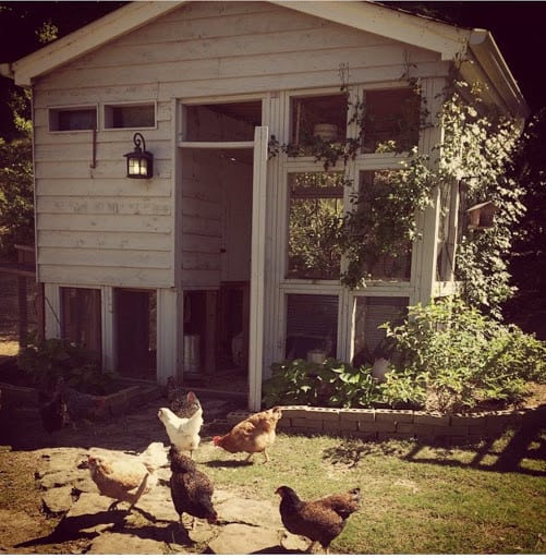 Lynn Beardsley, a copy of "The Chicken Chick's Guide to Backyard Chickens"