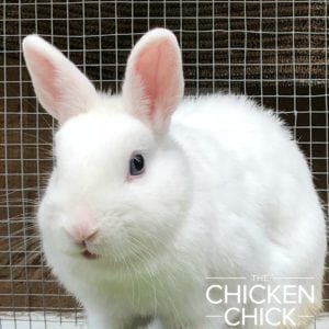 Clementine, Netherland Dwarf Rabbit