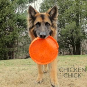 German Shepherd | The Chicken Chick®