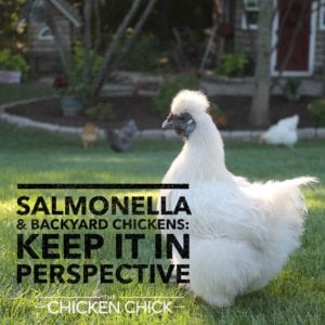 Salmonella & Backyard Chickens: Keep it in Perspective