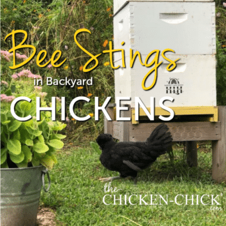 Bee stings in backyard chicknes