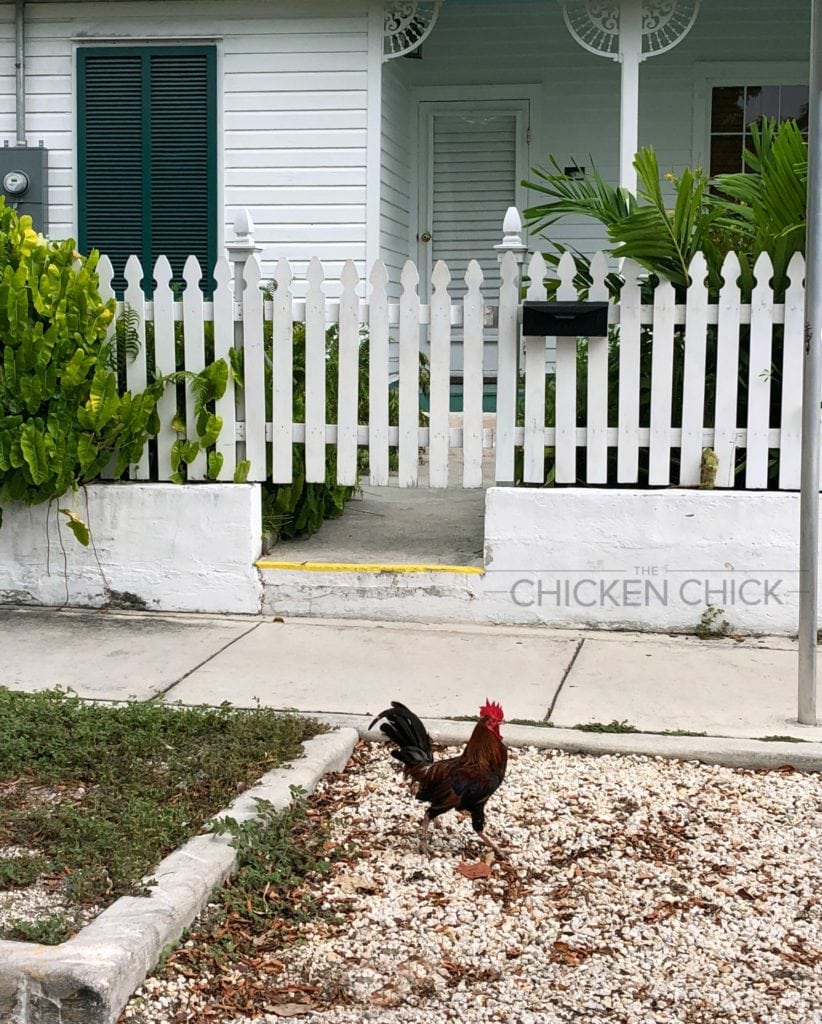Key West Chickens