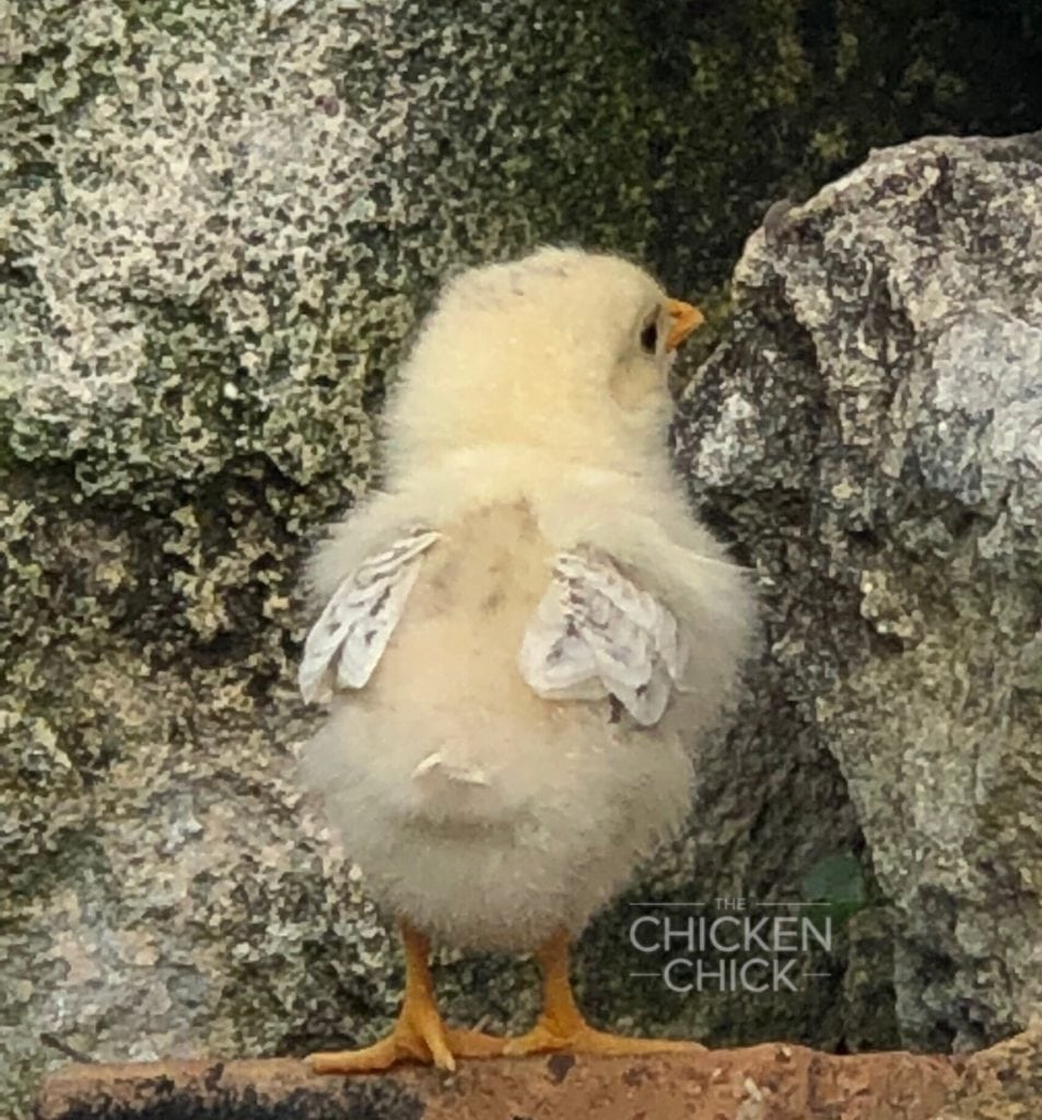 Baby Chick in Key West