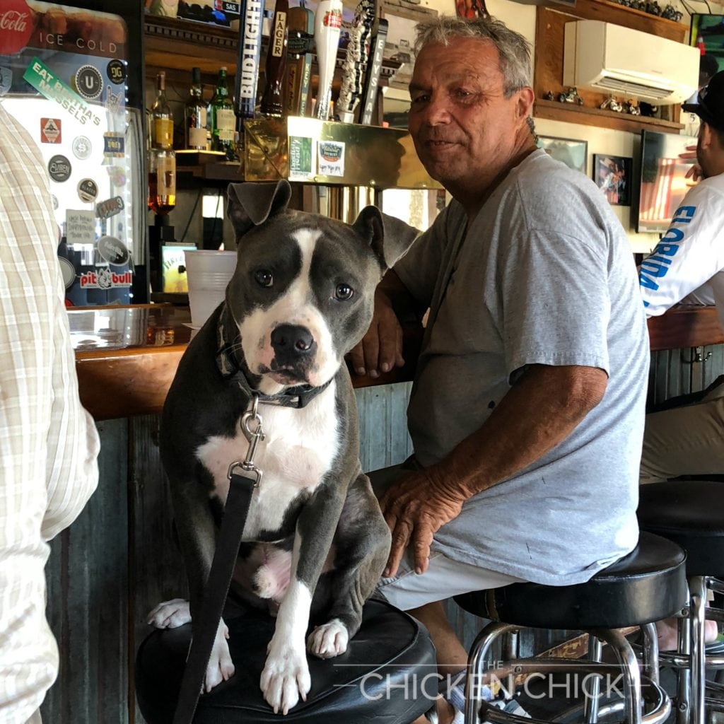 Key West Bar dog