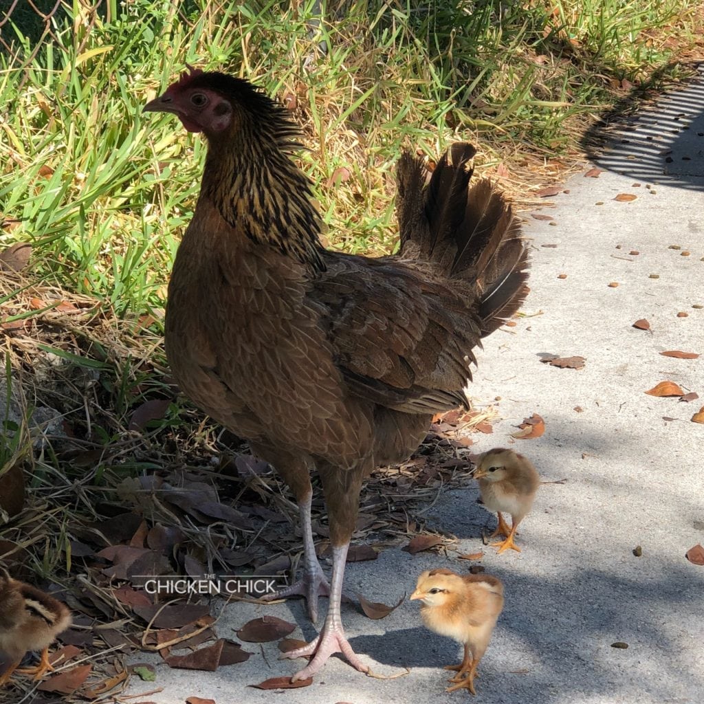 Key West Chickens