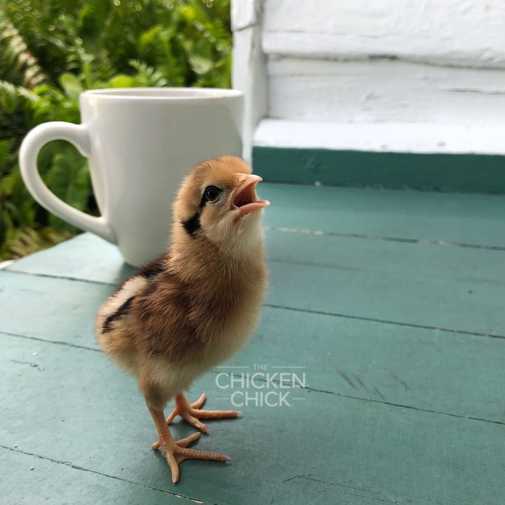 Key West Chick