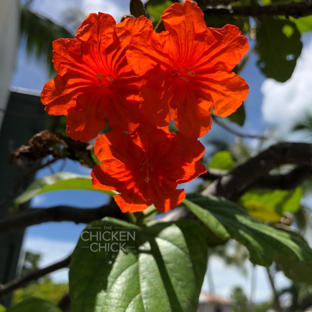 Key West Flowers & Foliage