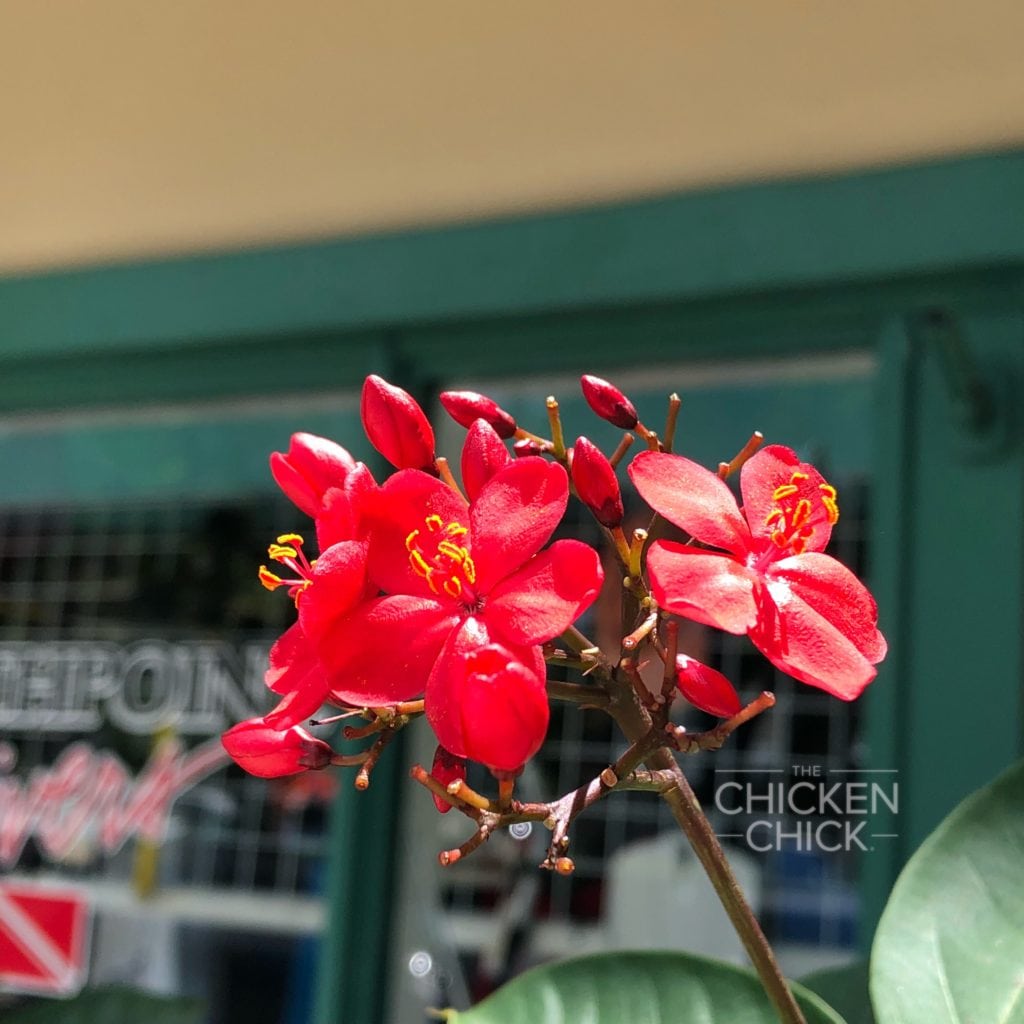 Key West Flowers & Foliage