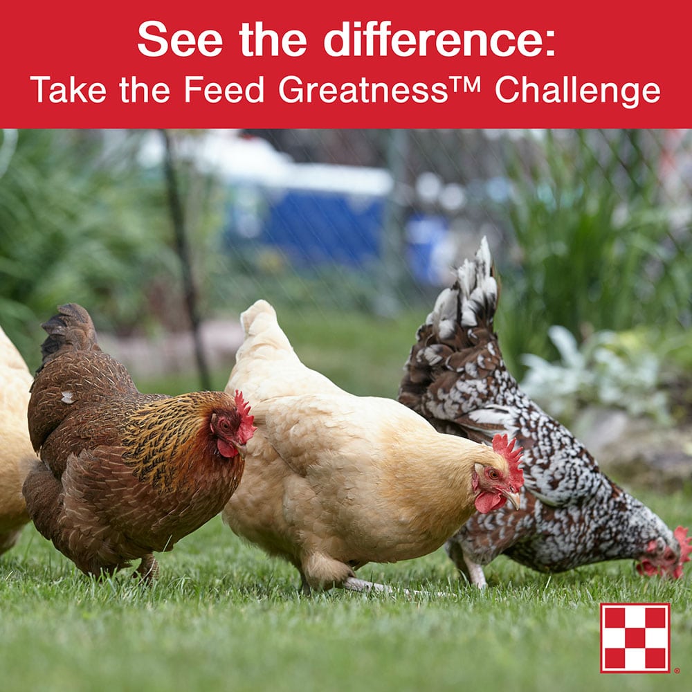 Caring For Broody Hens Facilitating Egg Hatching The Chicken Chick