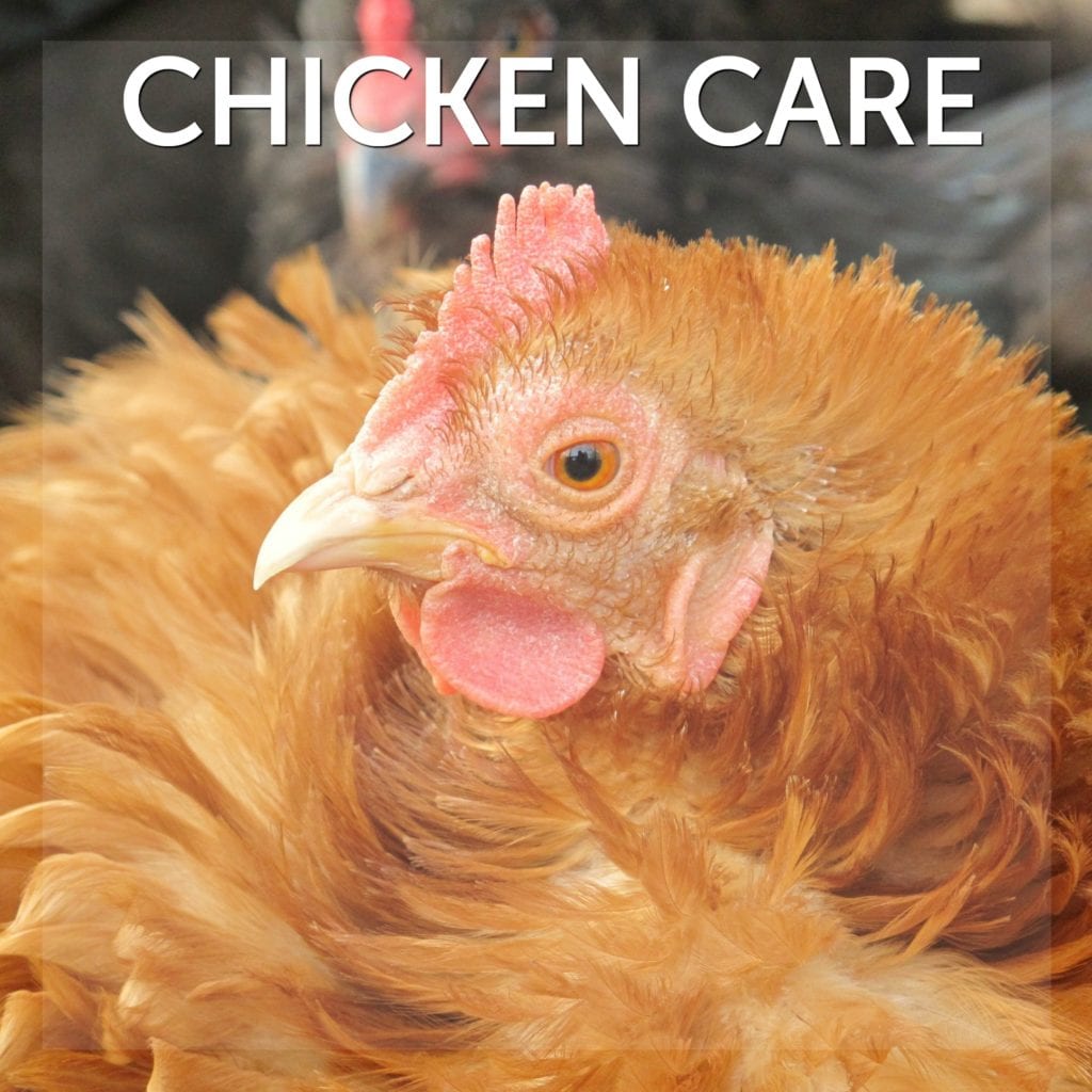Chicken Care