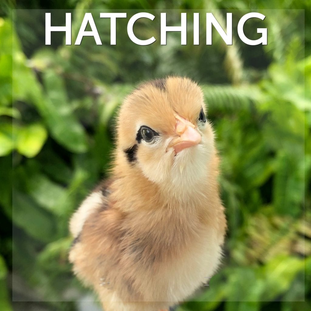 Hatching