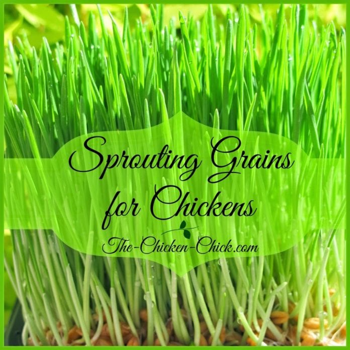 Sprouting Grains for Chickens