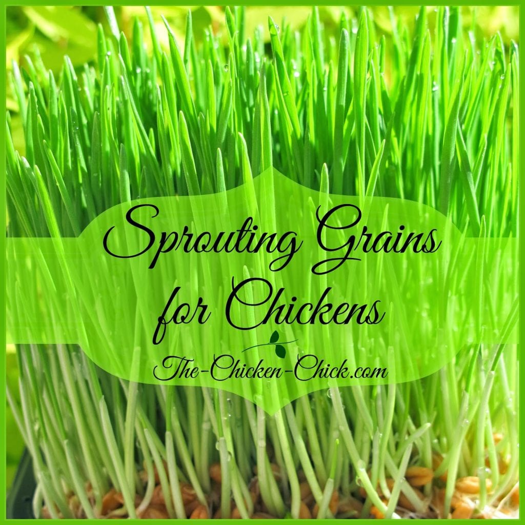 Sprouting Grains for Chickens
