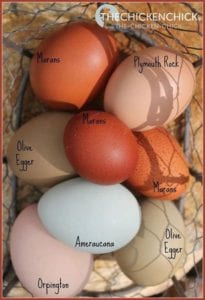 eggs by breed