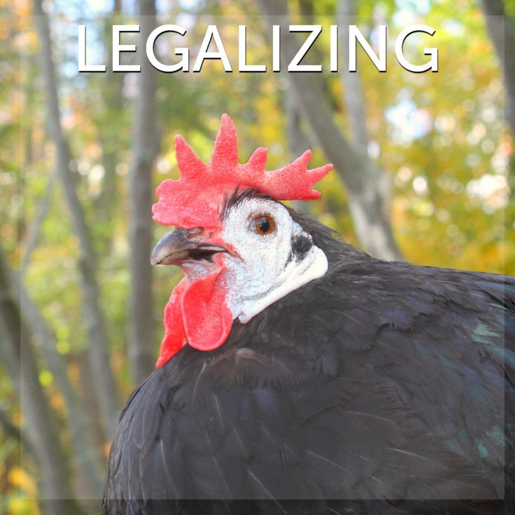 Legalizing Backyard Chickens