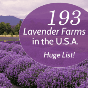 193 Lavender Farms in the USA, shared by Living Awareness 