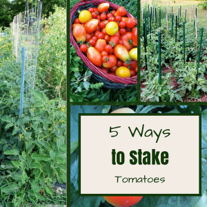 5 Ways to Stake Tomatoes, shared by The Free Range Life