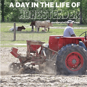 A Day in the Life of a Homesteader, shared by Our Simple Life