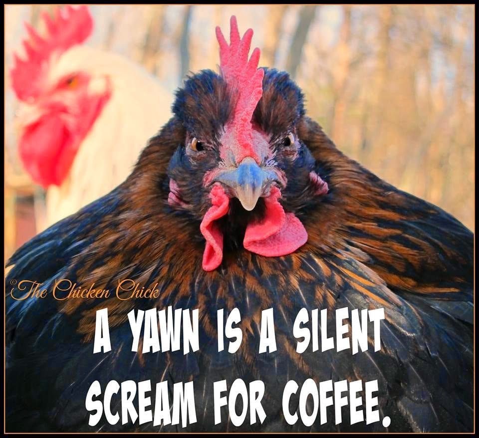 A Yawn is a silent scream for coffee