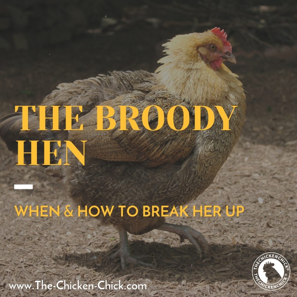 How to Hatch & Raise Chicks Using a Broody Hen