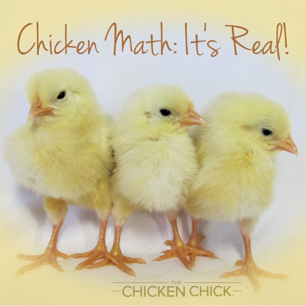big medium small chicken math problem