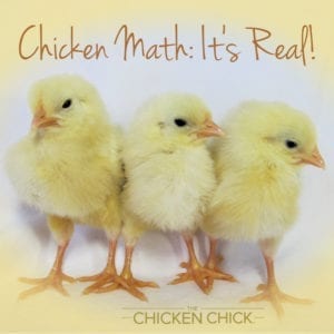Chicken Math: It's a force of nature