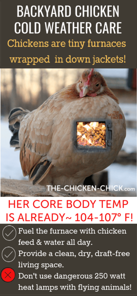 Chickens are tiny furnaces wrapped in down jackets |The Chicken Chick®