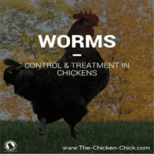 Control & Treatment of Worms in Chickens