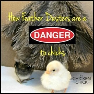 Feather Duster Chick Strangulation Hazard