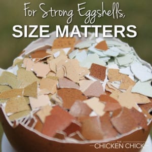 For Strong Eggshells, Size Matters | The Chicken Chick®