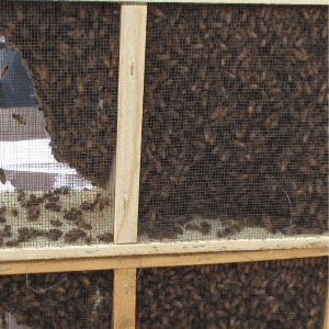 Getting Started with Package Bees, shared by Urban Overalls