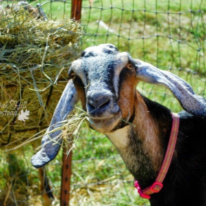 Goats: What Isn't Normal, shared by Oak Hill Homestead
