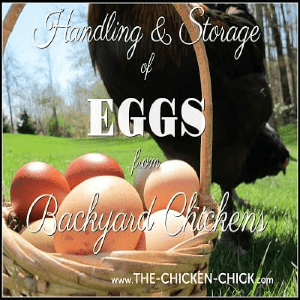 Handling and Storage of Fresh Eggs from Backyard Chickens