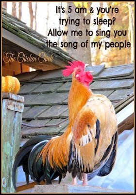 It's 5 am and you're trying to sleep? Allow me to sing you the song of my people! | The Chicken Chick®