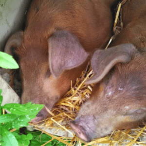 Meet the Piglets, shared by The Messy Organic Mum