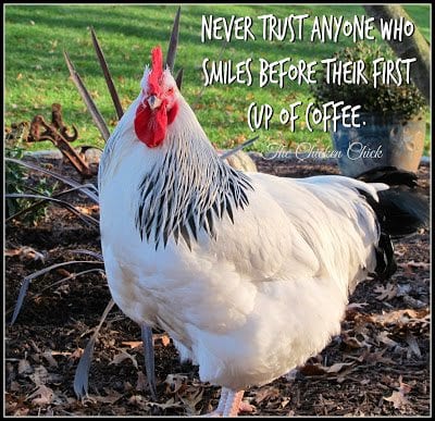 Never trust anyone who smiles before their first cup of coffee. | The Chicken Chick®