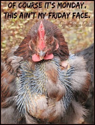 Of course its Monday. This ain't my Friday face. | The Chicken Chick®